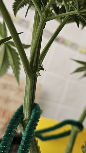 Growreport Bild 1