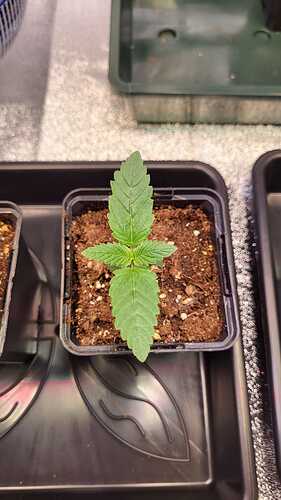 Growreport Bild 31