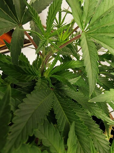 Growreport Bild 15
