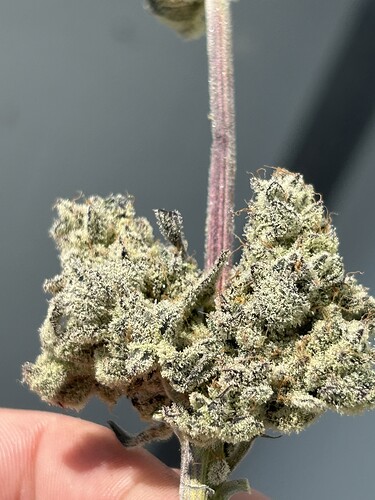 Growreport Bild 3