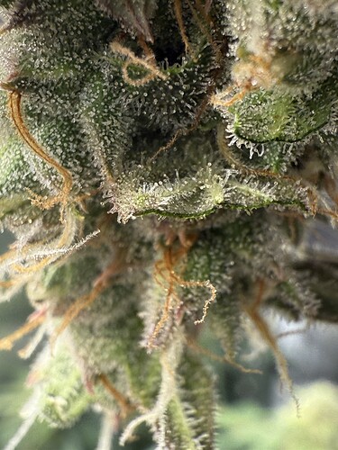 Growreport Bild 25