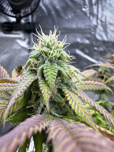 Growreport Bild 11