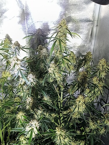 Growreport Bild 4