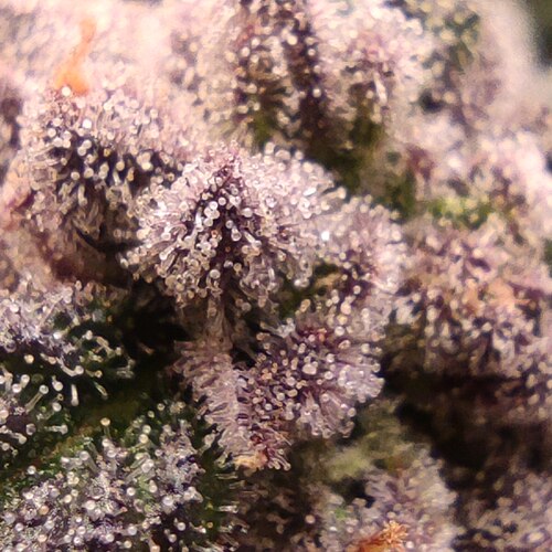 Growreport Bild 5