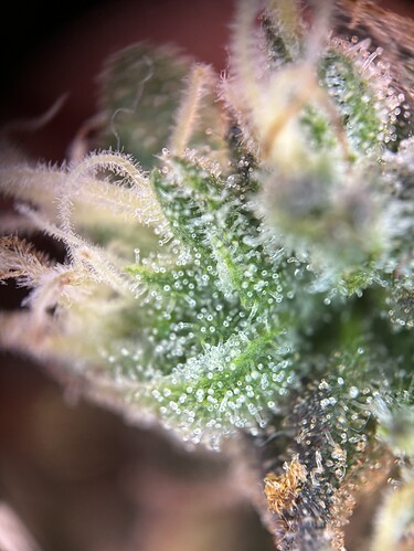 Growreport Bild 19