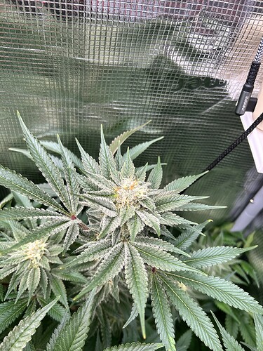 Nahaufnahme einer blühenden Cannabispflanze mit dichtem Trichom-Besatz und breiten, dunkelgrünen Blättern.