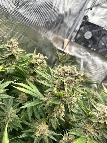 Nahaufnahme von reifen Cannabis-Buds, die in einer Growbox wachsen, mit sichtbaren Trichomen und Blättern.