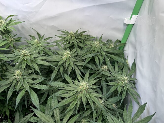 Growreport Bild 26