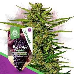 zamnesia-seeds-grape-ape-f1-automatic