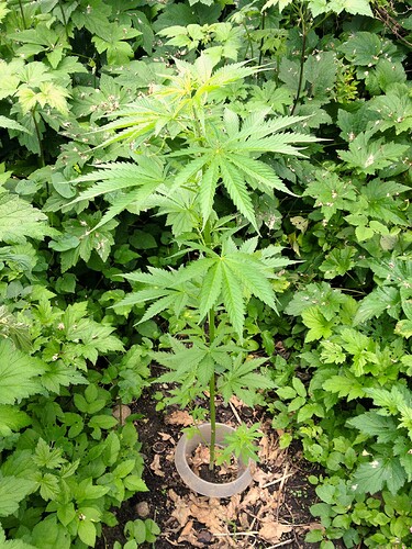 Grow25_0625_HK2schaden_7