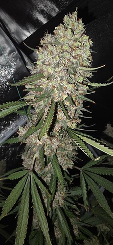 Growreport Bild 27