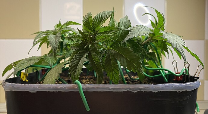 Growreport Bild 35