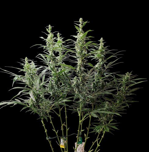 Growreport Bild 17