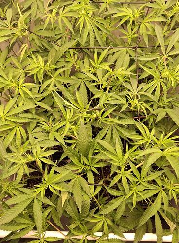 Growreport Bild 25