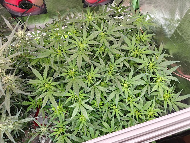 Growreport Bild 9