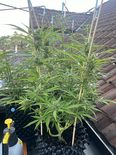 Growreport Bild 17