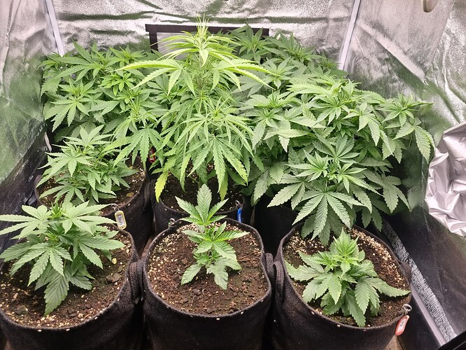 Mehrere Cannabis-Pflanzen in verschiedenen Wachstumsstadien in einem Zelt, einige sind Sämlinge, andere zeigen bereits deutliche Anzeichen von vegetativem Wachstum.