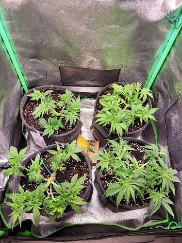 Growreport Bild 12