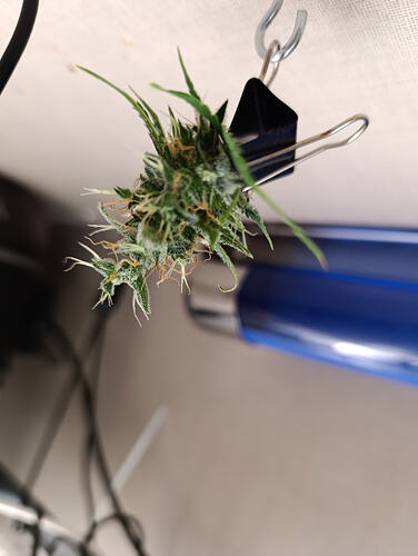 Growreport Bild 6