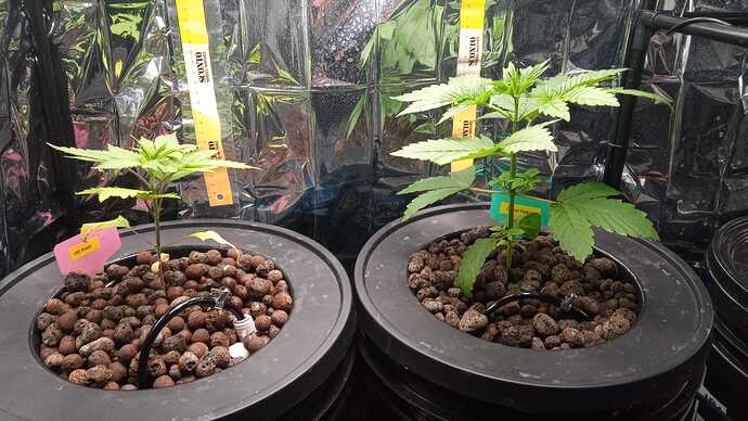 Growreport Bild 1