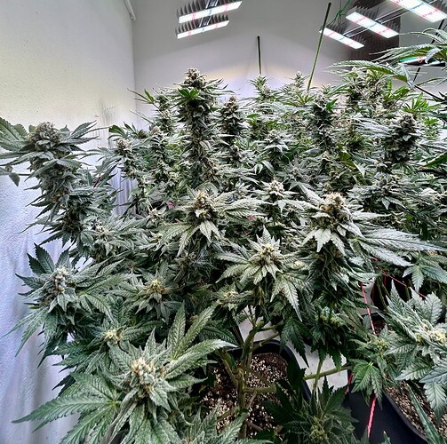 Growreport Bild 5