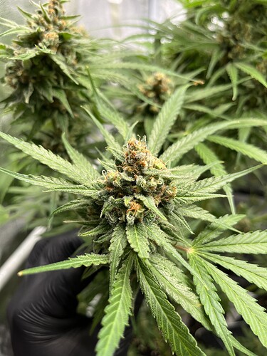 Growreport Bild 5