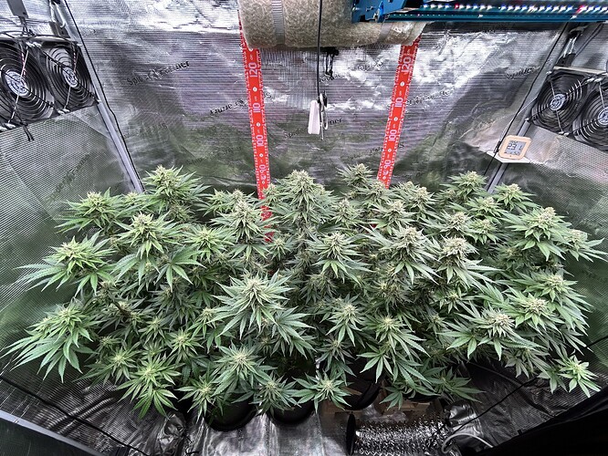 Vier blühende Cannabispflanzen in einem Growzelt mit reflektierenden Wänden, LED-Beleuchtung und Ventilatoren.