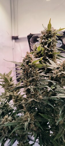 Growreport Bild 7