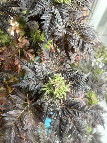 Growreport Bild 28