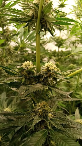 Growreport Bild 67
