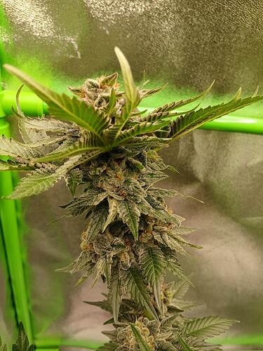 Growreport Bild 14