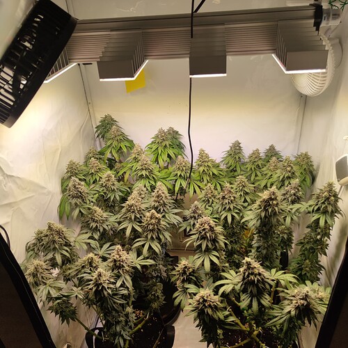 Growreport Bild 3