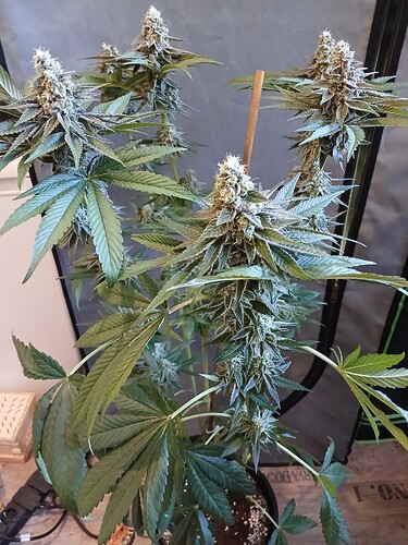 Growreport Bild 7