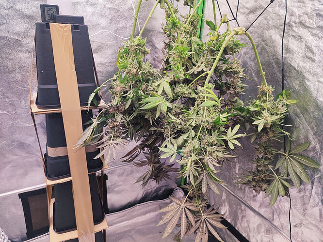 Growreport Bild 69