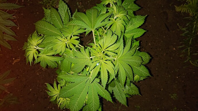 Growreport Bild 19