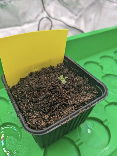 PXL_20240419_131344428