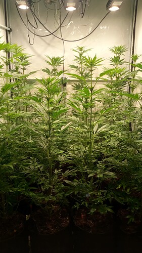 Growreport Bild 31