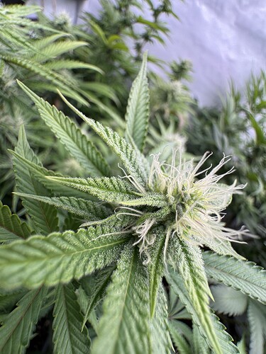 Growreport Bild 20