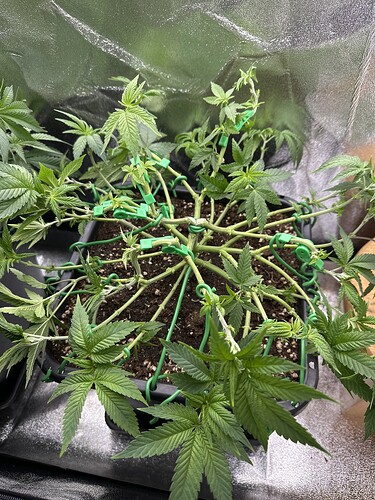 Growreport Bild 7