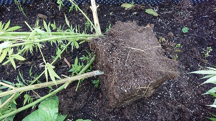 Growreport Bild 88