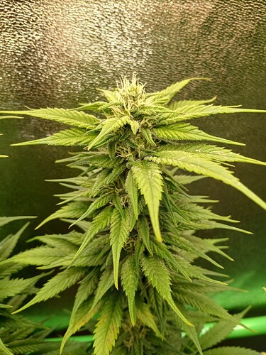 Growreport Bild 6