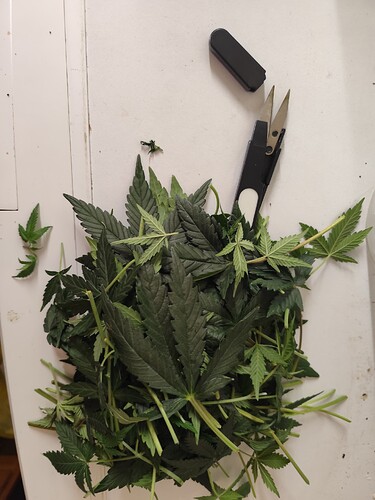 Growreport Bild 3