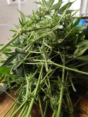 Growreport Bild 7