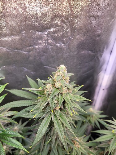 Growreport Bild 6