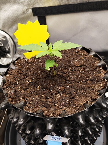 Growreport Bild 6