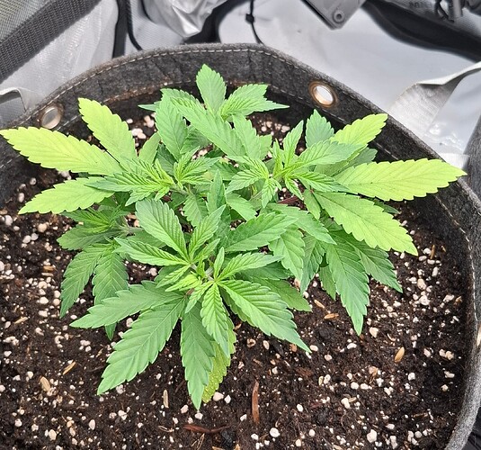 Growreport Bild 1