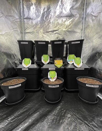 Growreport Bild 1