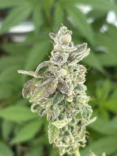Growreport Bild 4