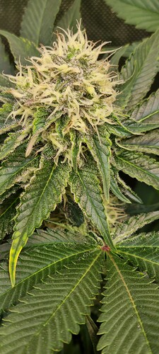 Growreport Bild 37