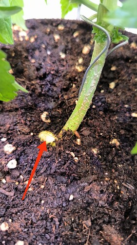 Growreport Bild 12